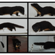 More photos of the Colombian weasel